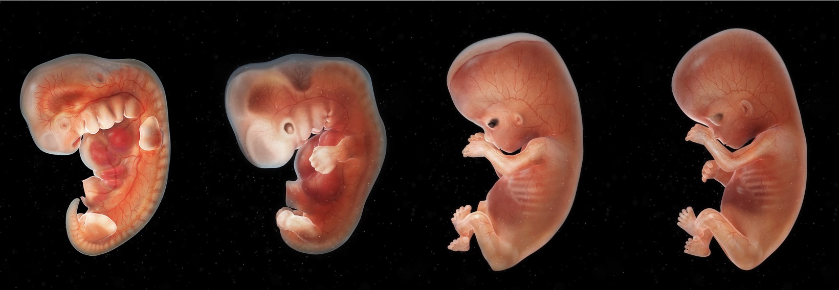 Human embryo development illustration
