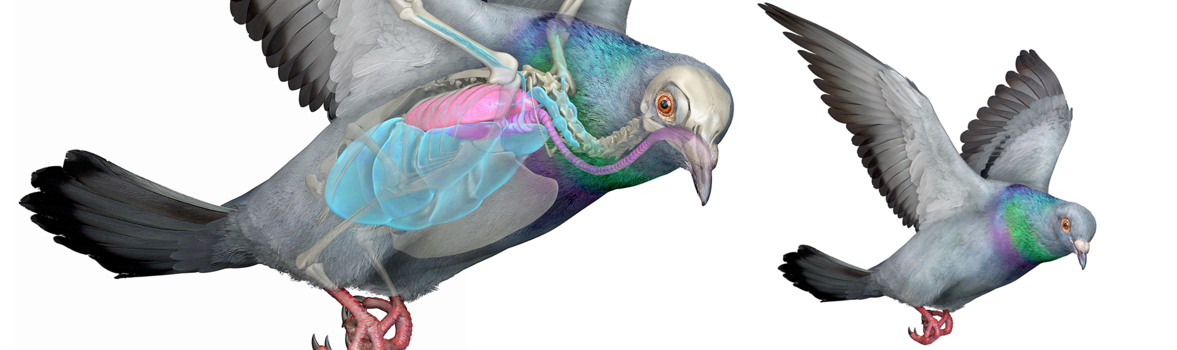 Pigeon anatomy illustration