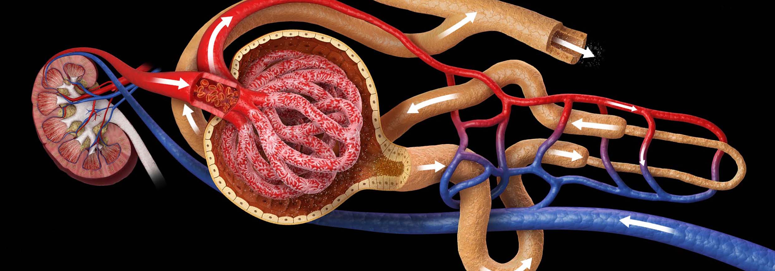 Kidney anatomy illustration