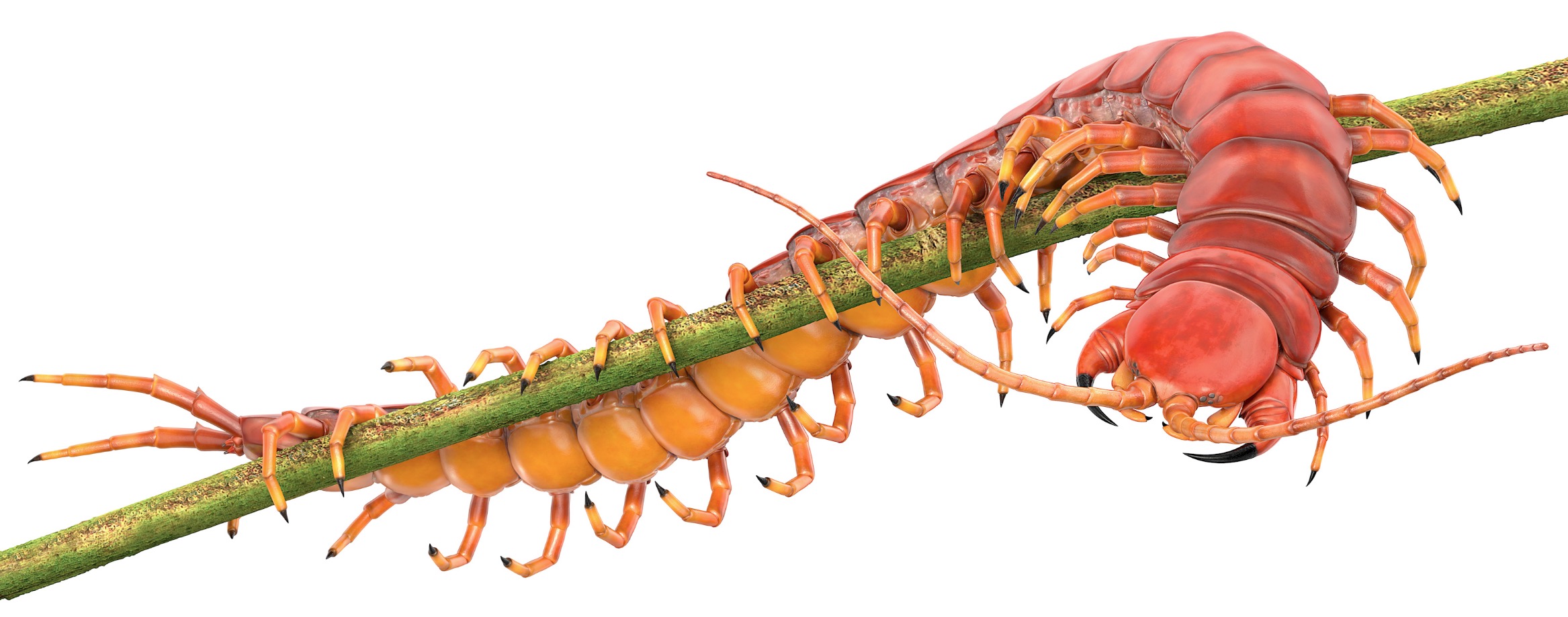 Centipede anatomy illustration