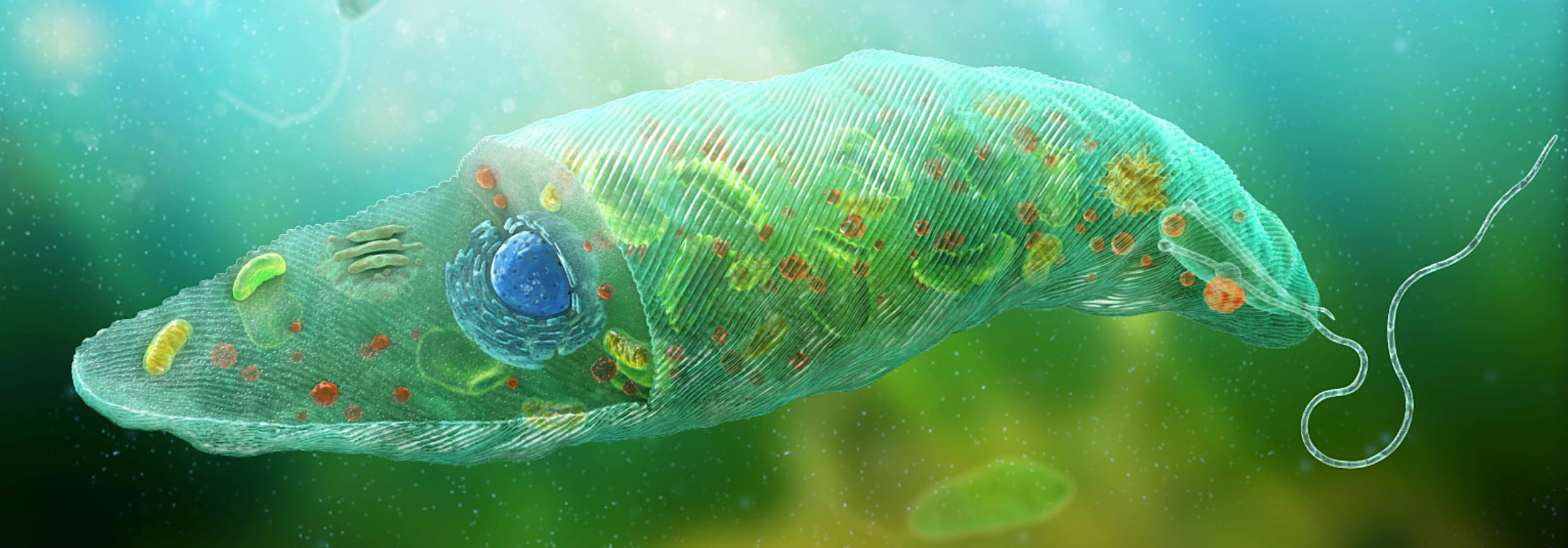 Microscopic life illustration