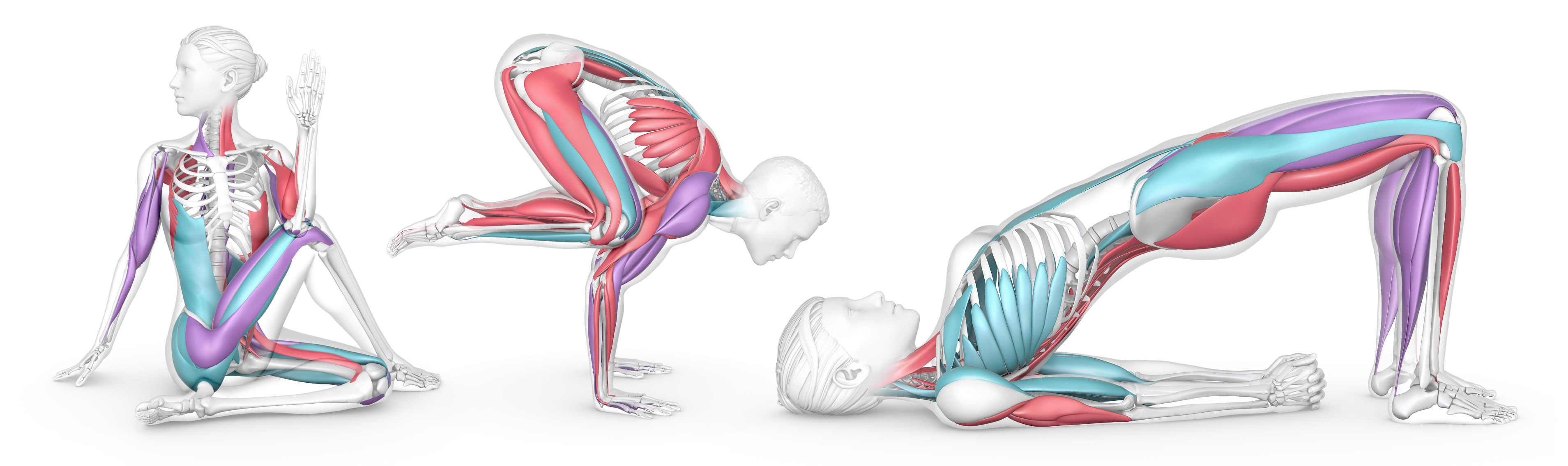 Muscle anatomy exercise illustration