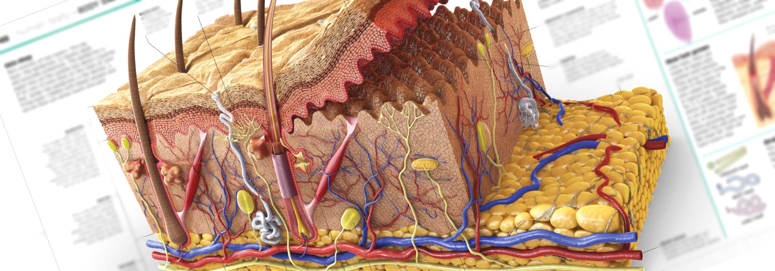 Anatomical book illustration