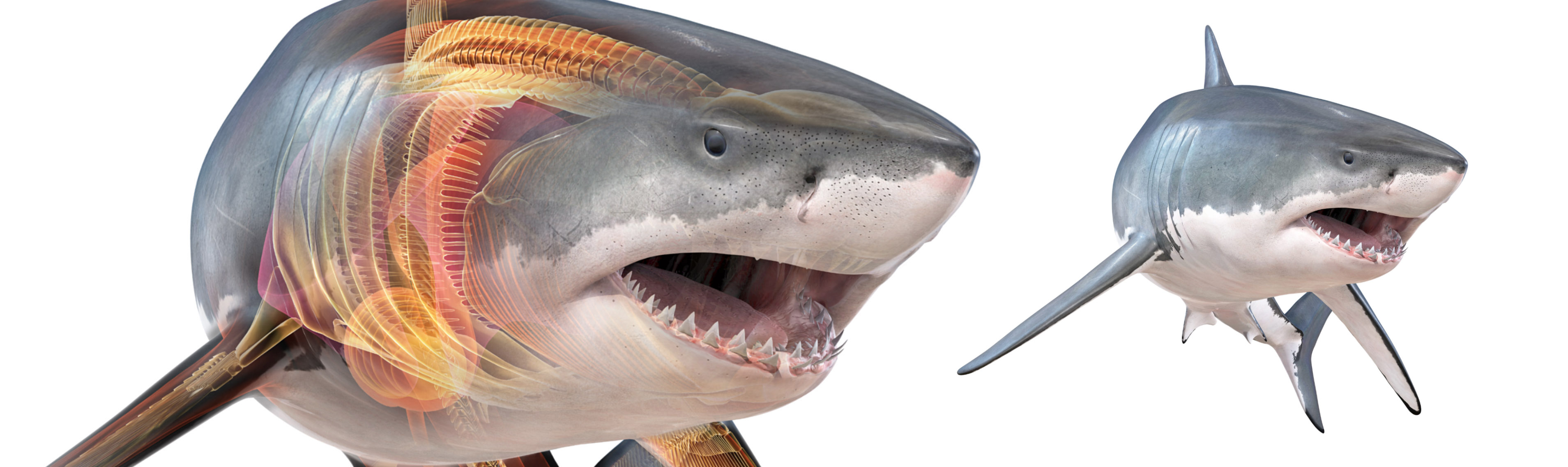 Shark anatomy illustration